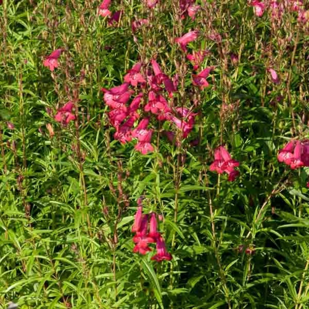 Penstemon campanulatus Garnet - Beardtongue