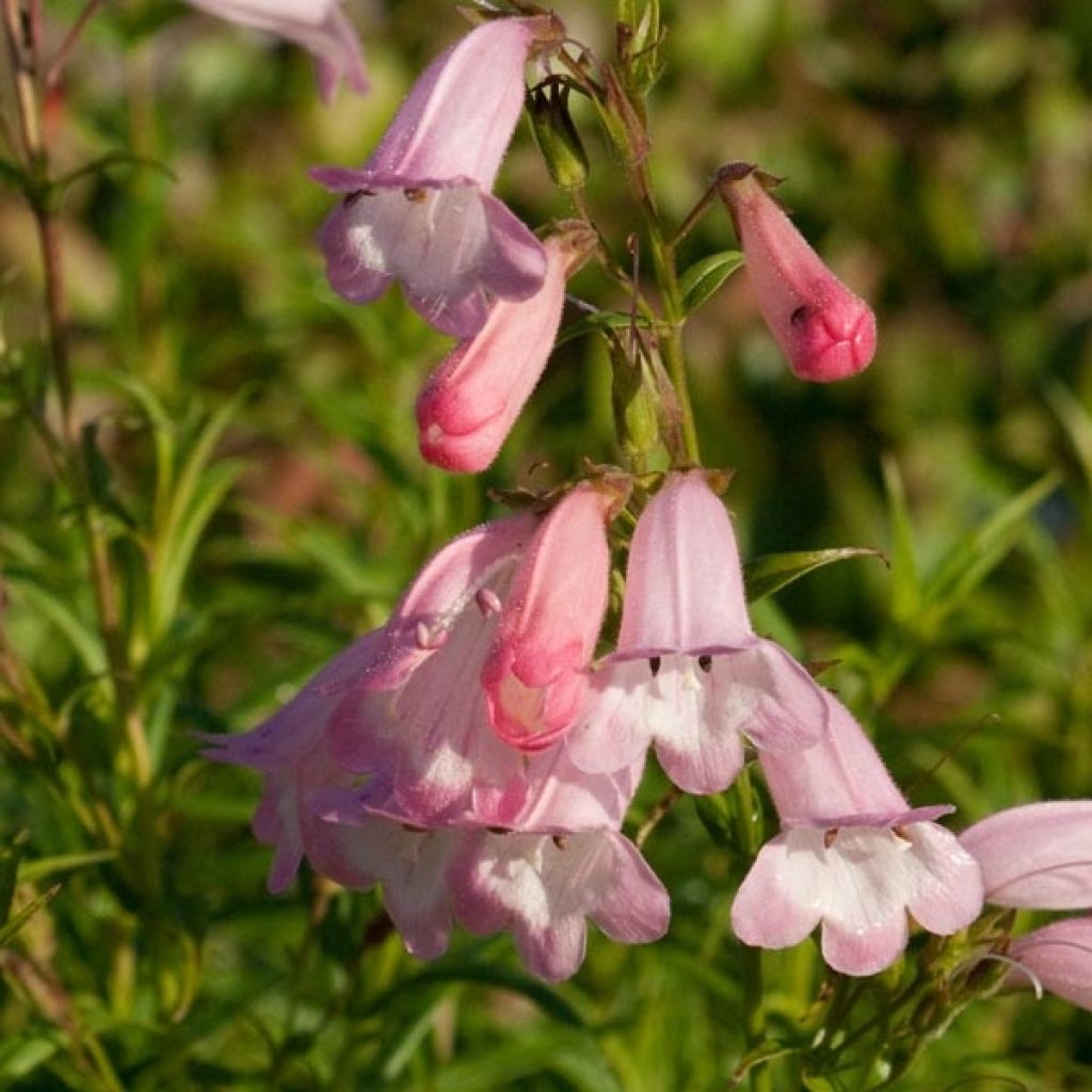 Penstemon Apple Blossom - Beardtongue