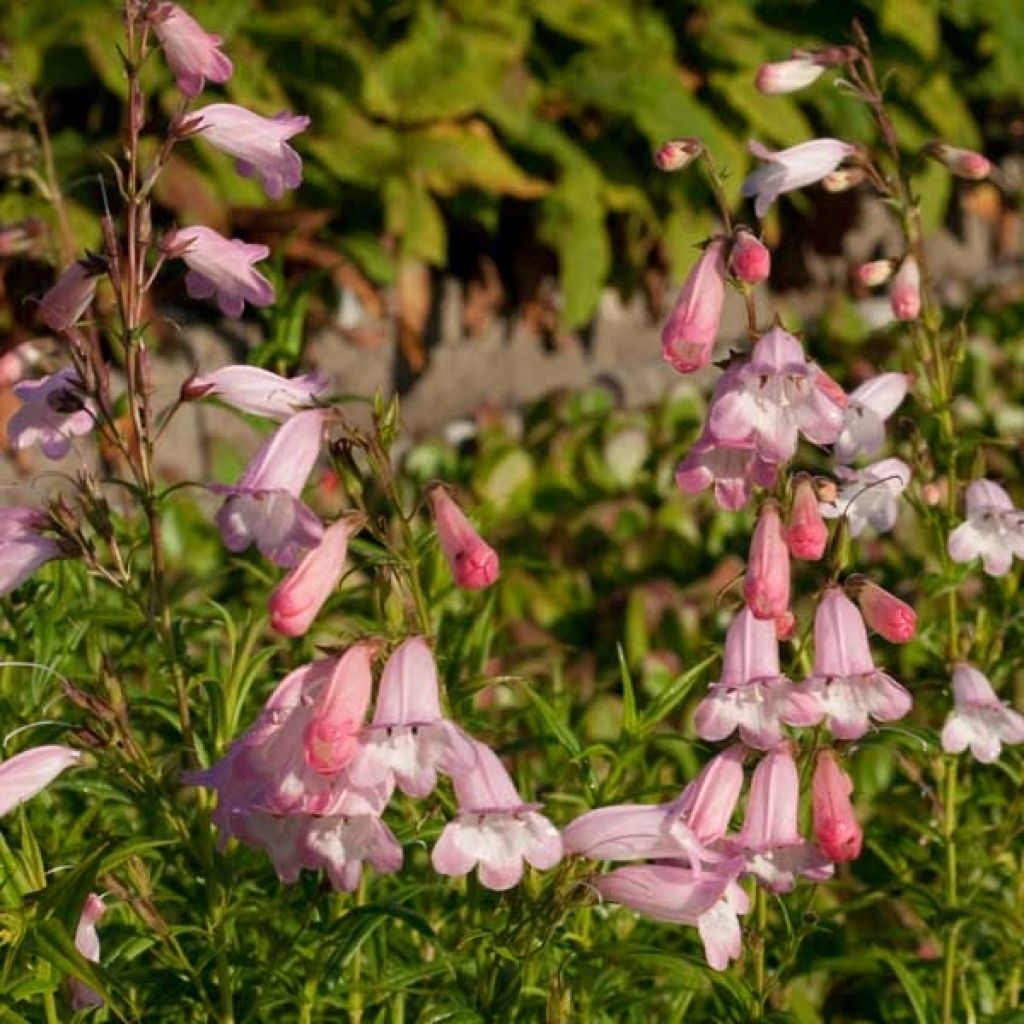Penstemon Apple Blossom - Beardtongue