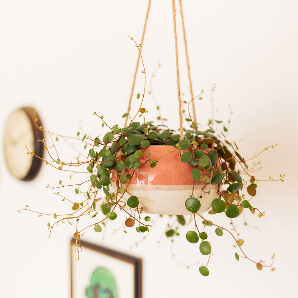 Peperomia  'Pepperspot'