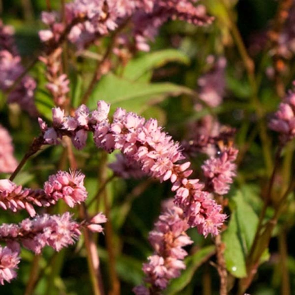 Persicaria amplexicaulis Pink Elephant - Mountain Fleece