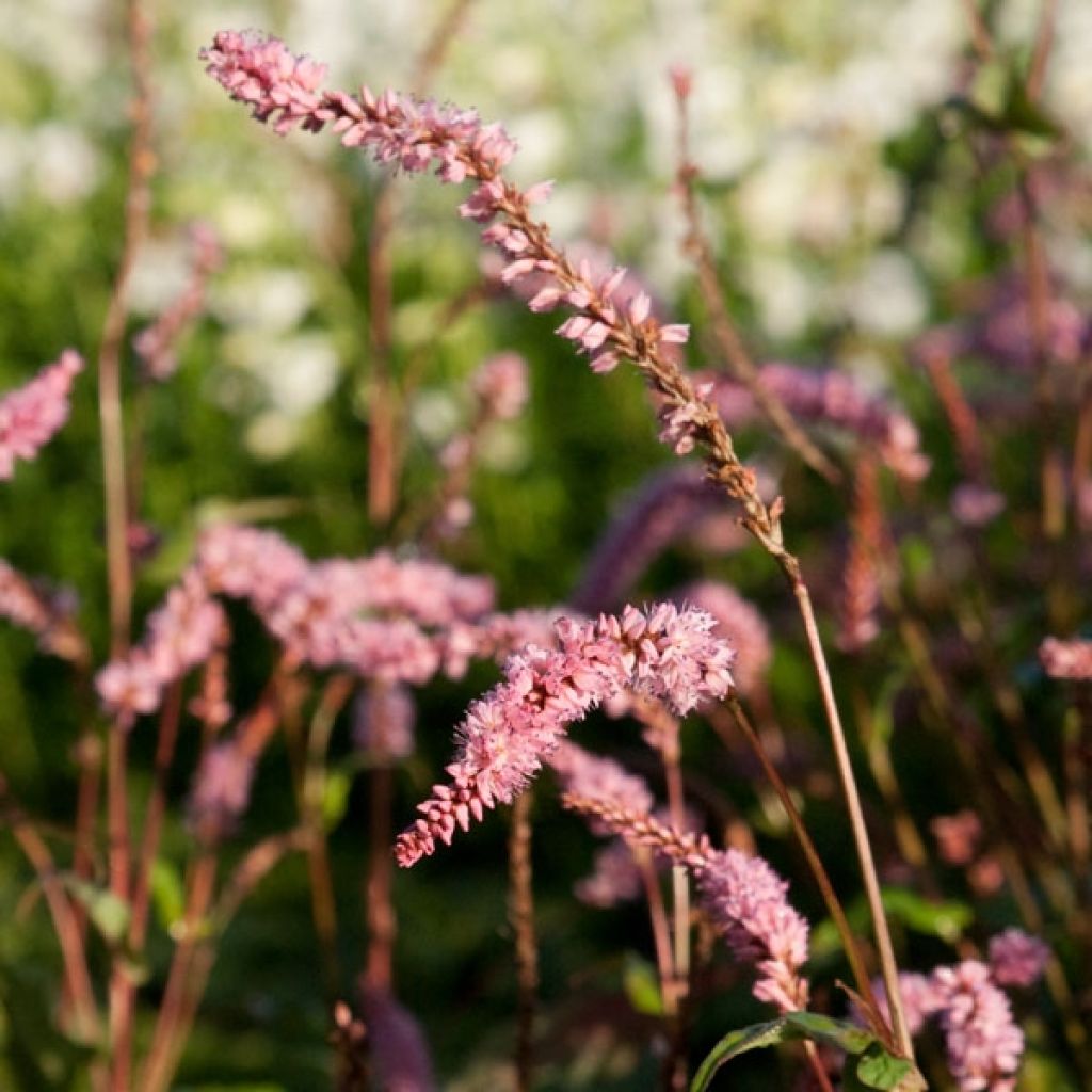 Persicaria amplexicaulis Pink Elephant - Mountain Fleece