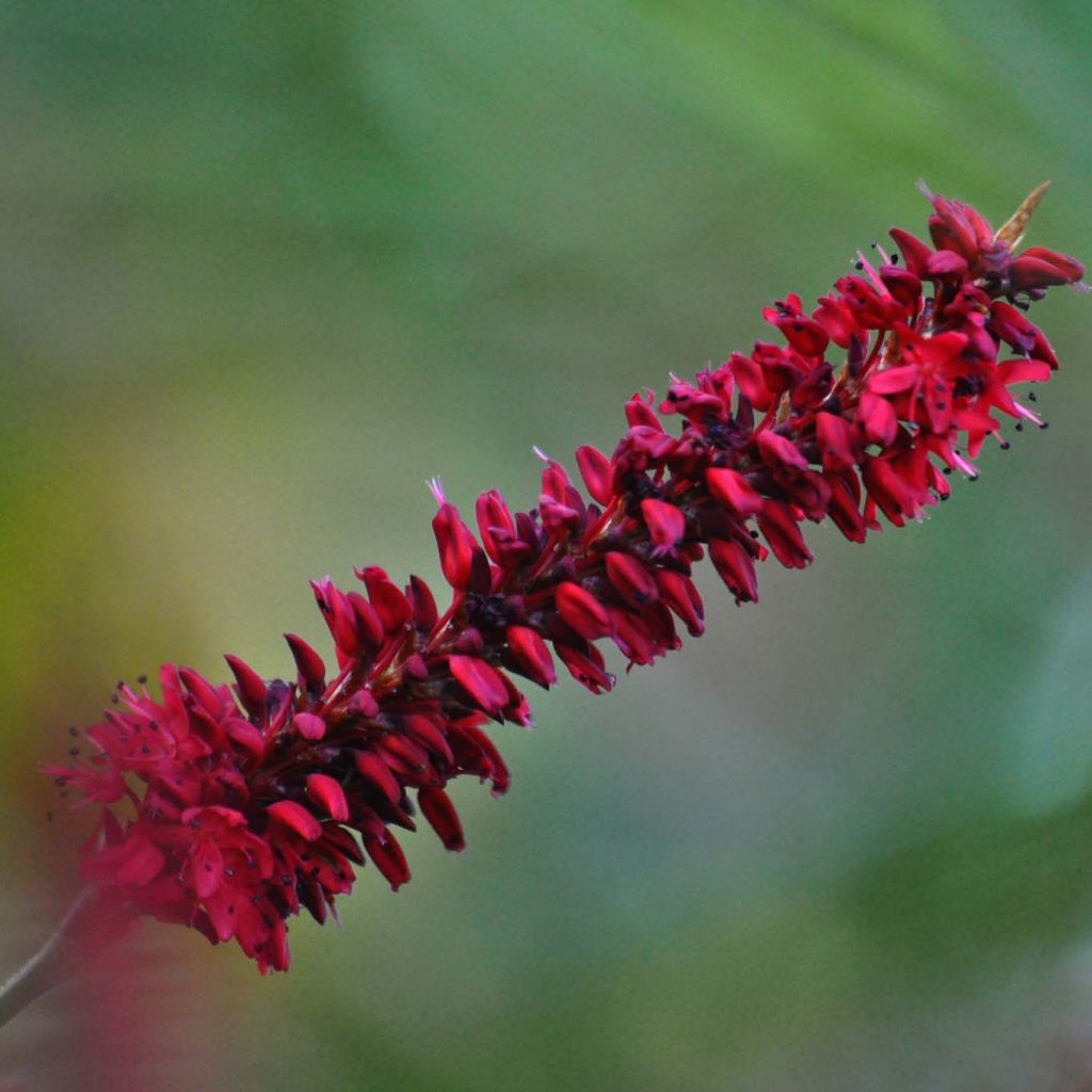 Persicaria amplexicaulis Fat Domino - Mountain Fleece