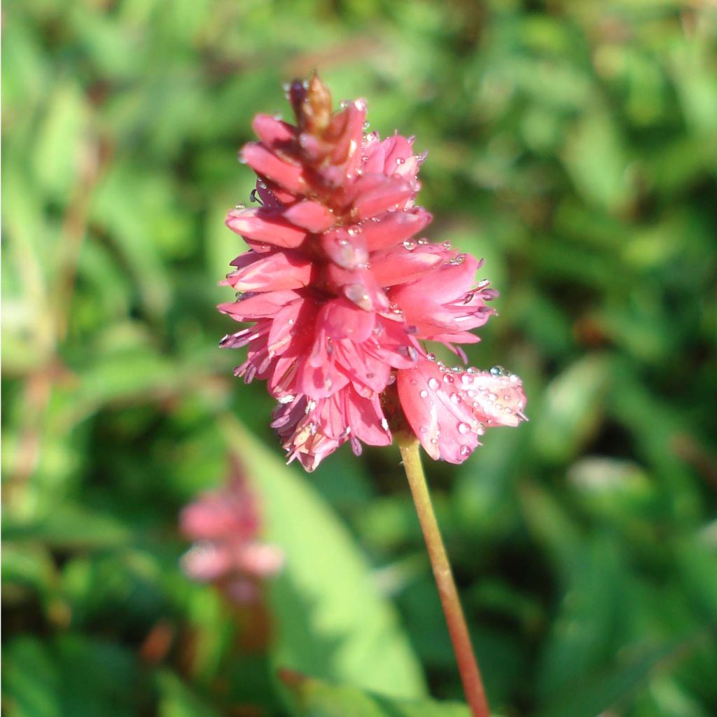 Persicaria amplexicaulis Inverleith - Mountain Fleece