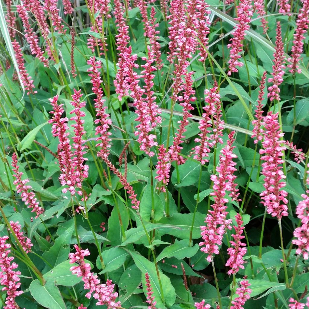Persicaria amplexicaulis Orange Field - Mountain Fleece