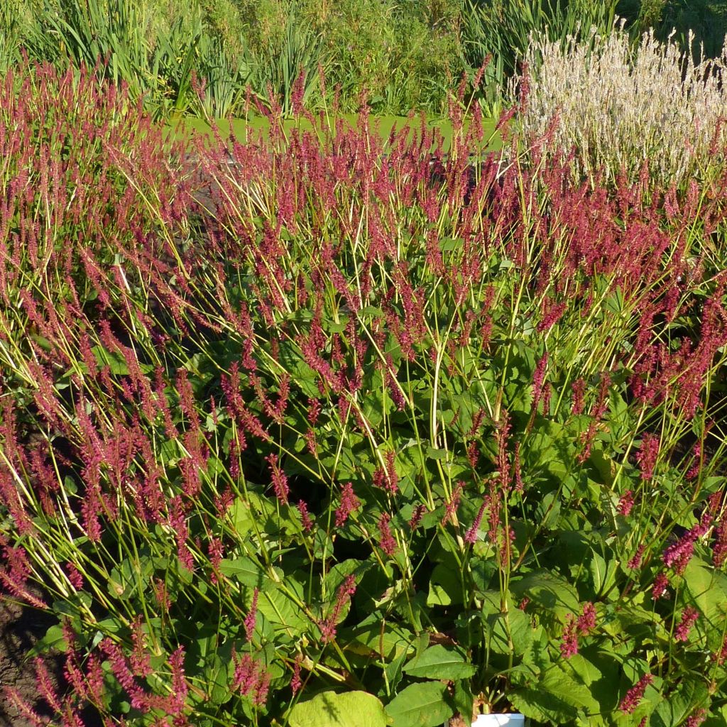 Persicaria amplexicaulis 'Speciosa' - Knotweed