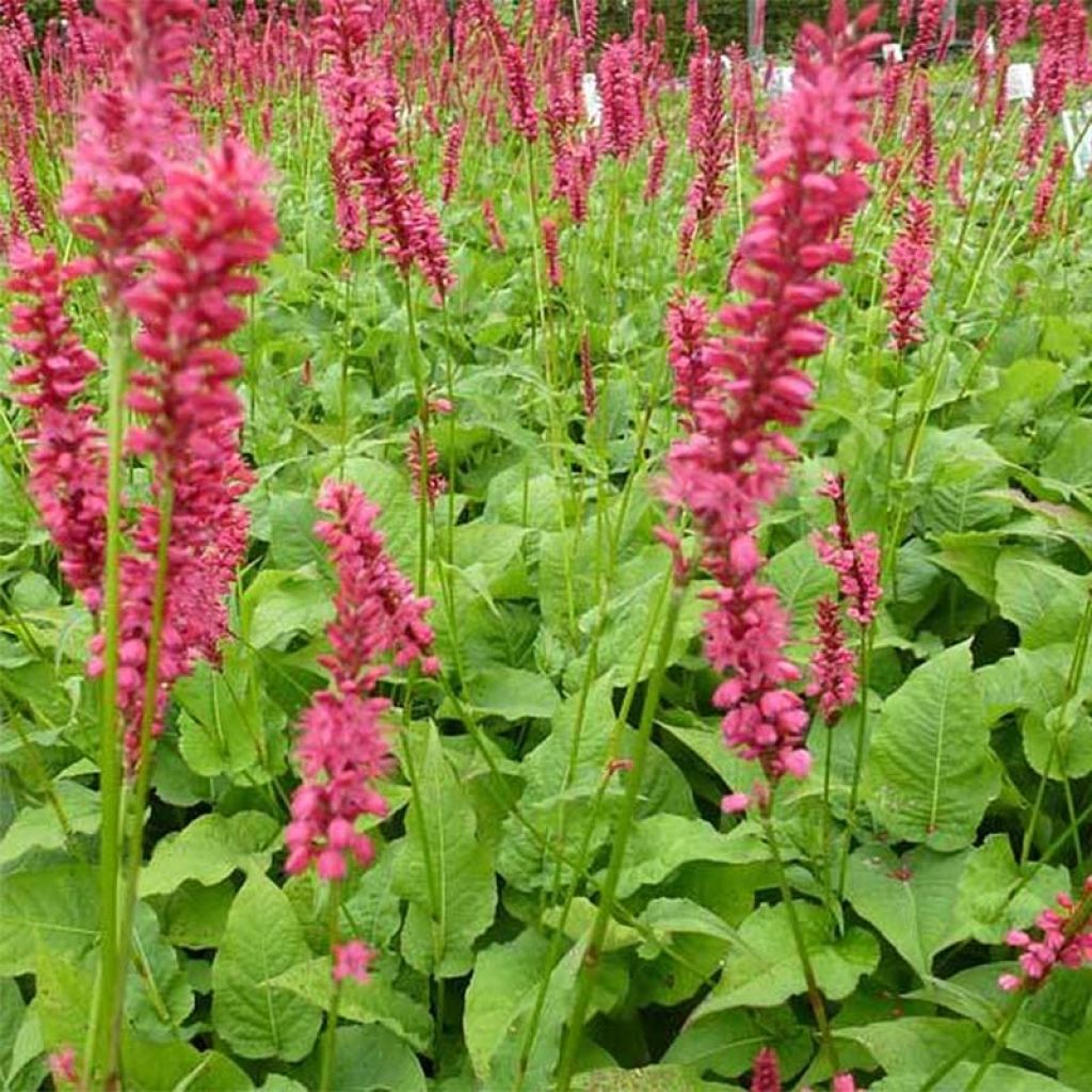 Persicaria amplexicaulis 'Speciosa' - Knotweed