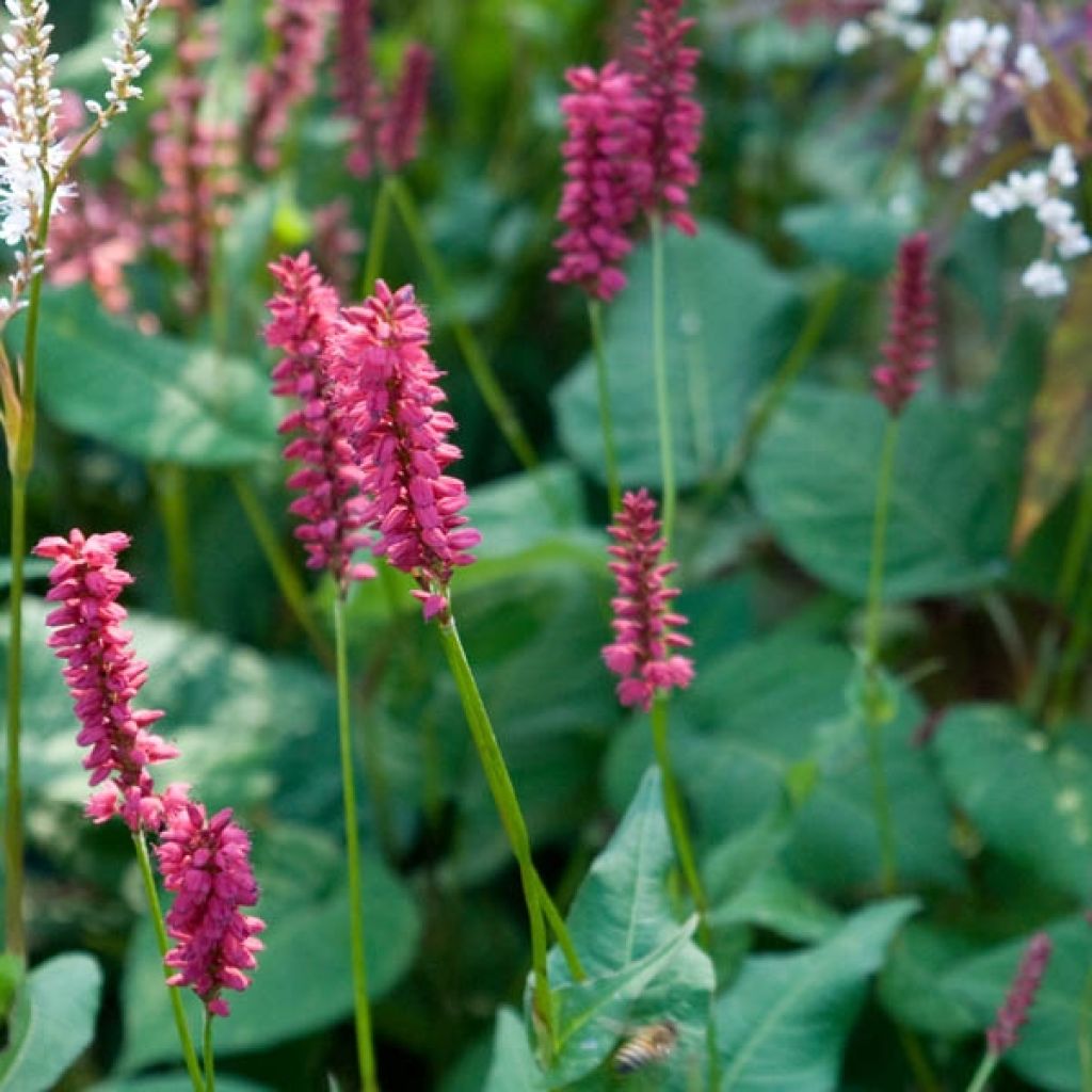 Persicaria amplexicaulis Taurus - Mountain Fleece