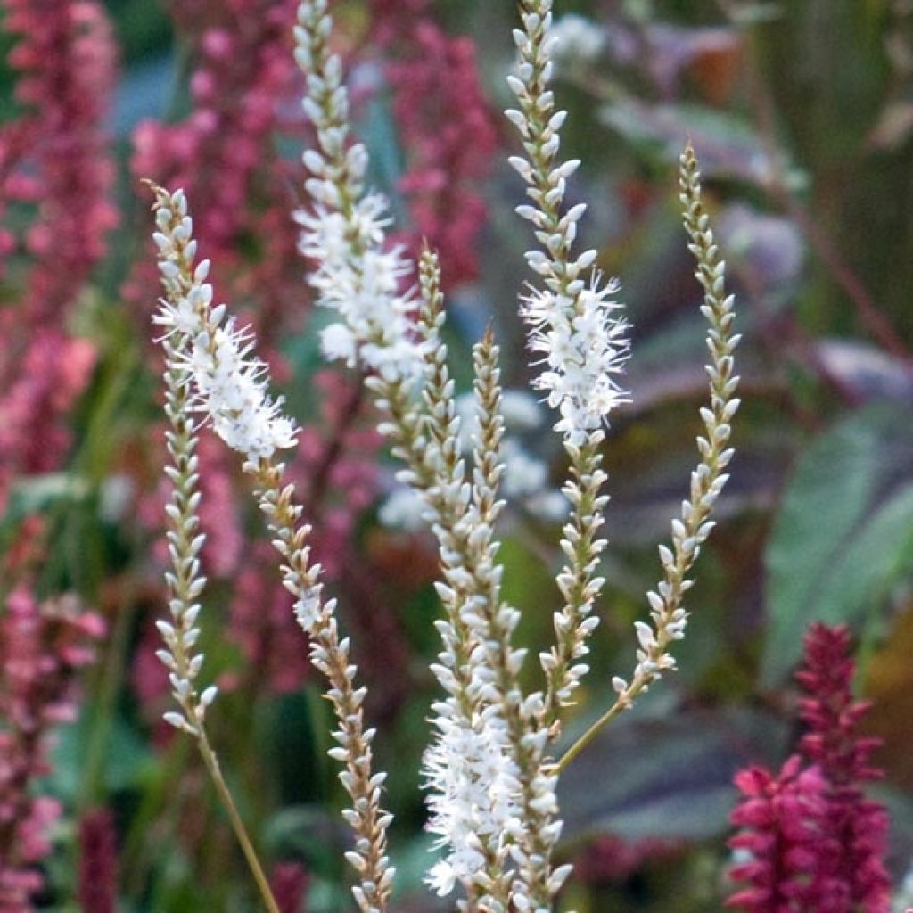 Persicaria amplexicaulis Alba - Mountain Fleece