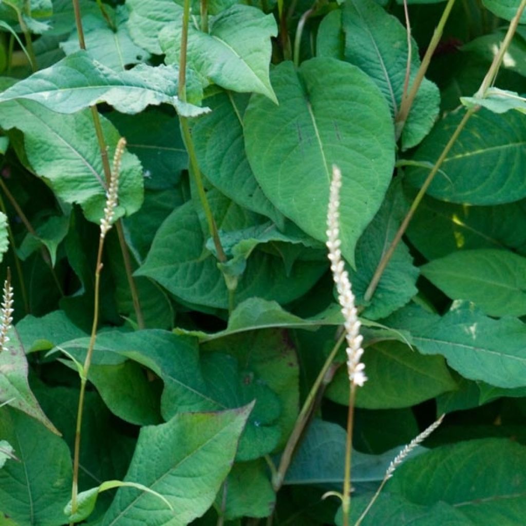 Persicaria amplexicaulis Alba - Mountain Fleece