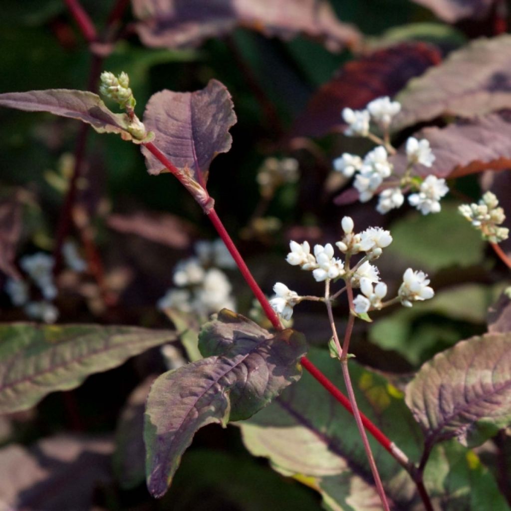Persicaria microcephala Red Dragon - Knotweed