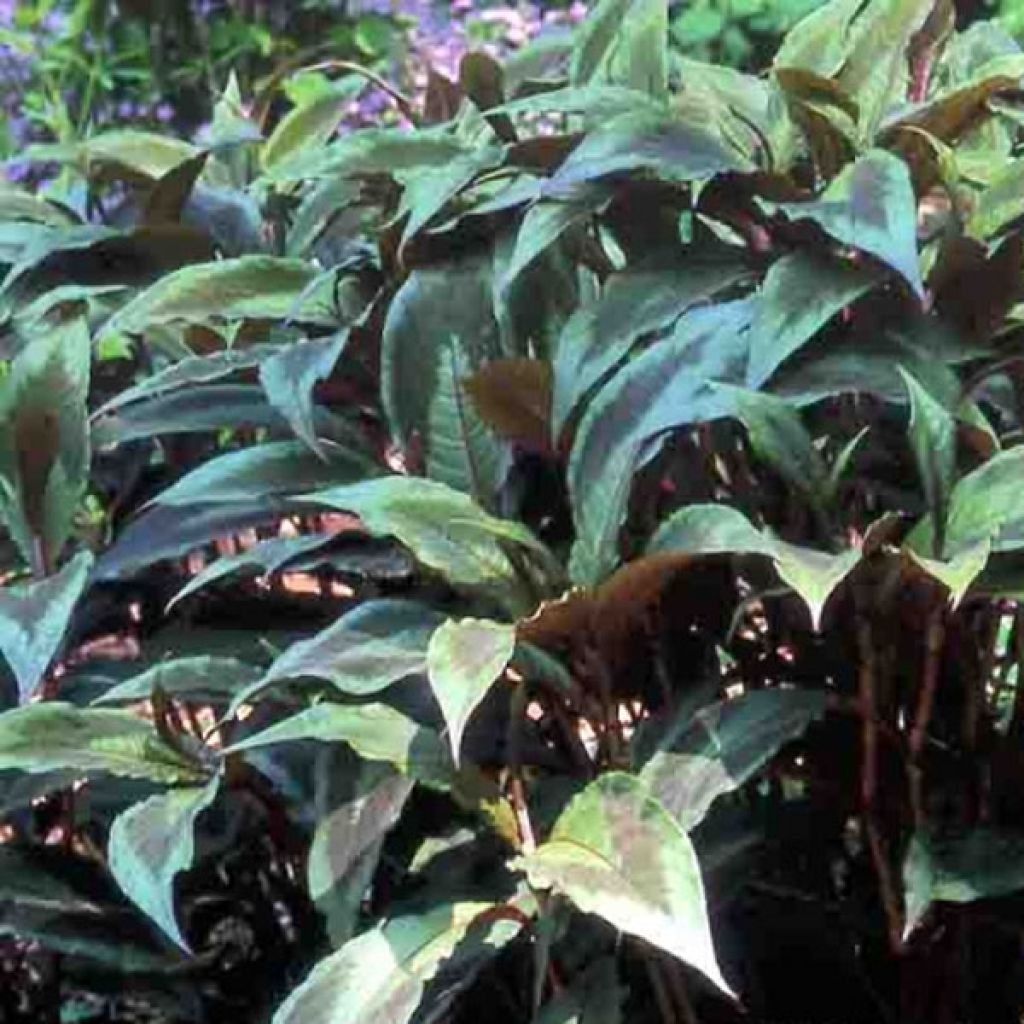 Persicaria virginiana var. filiformis Comptons Red - Virginia Knotweed