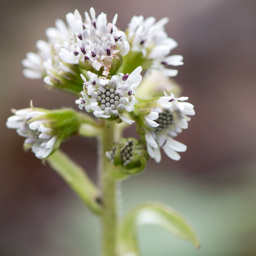 Petasites fragrans 