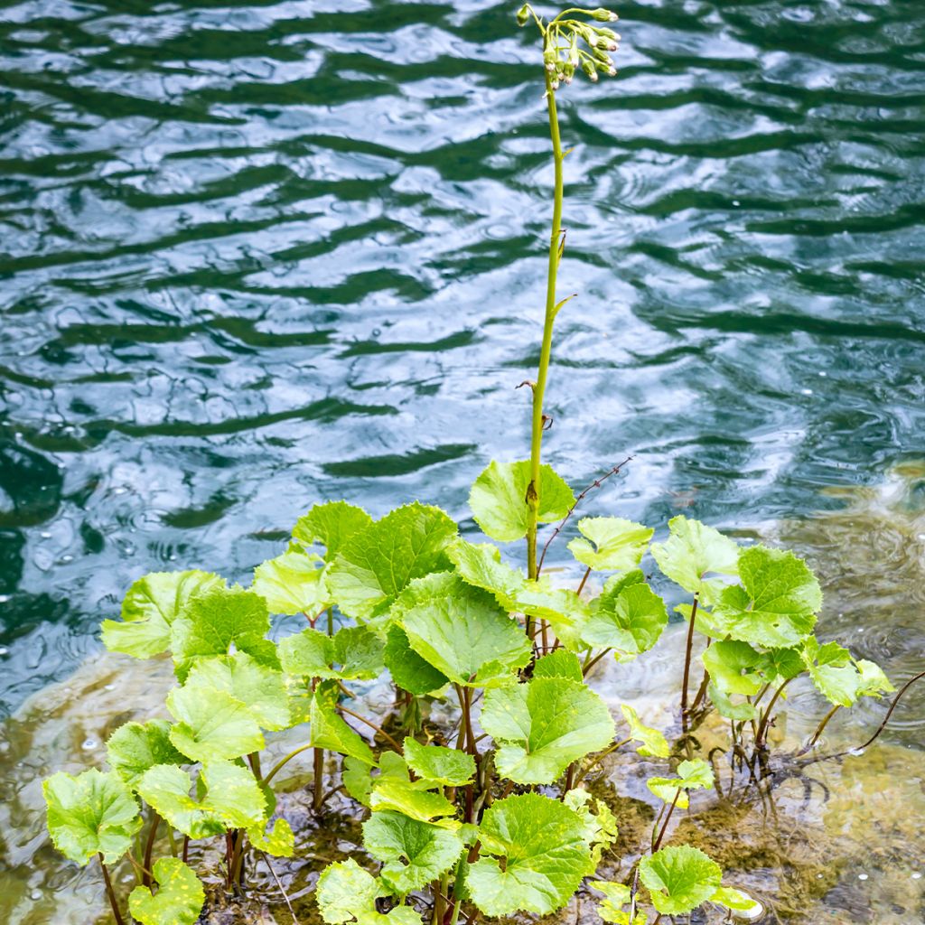 Petasites fragrans 