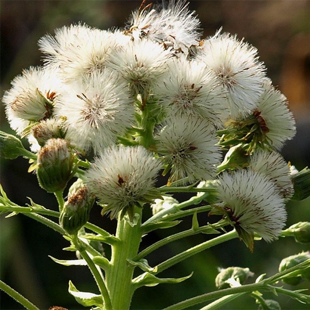 Petasites japonicus 'Giganteus'