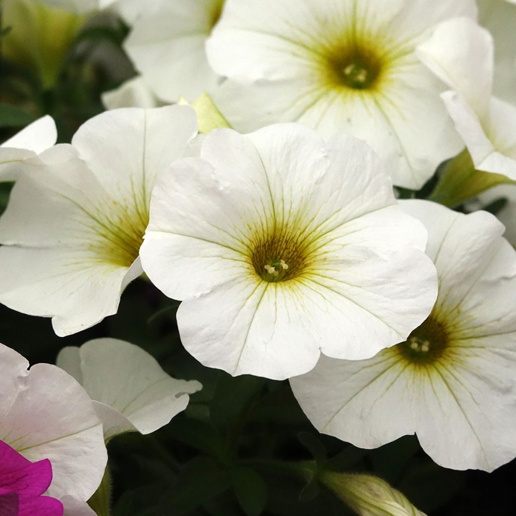 Petchoa hybrida BeautiCal Pearl White