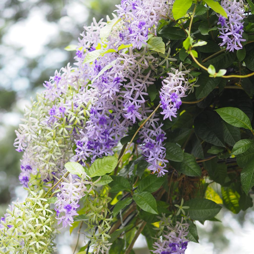 Petrea volubilis - Sandpaper vine