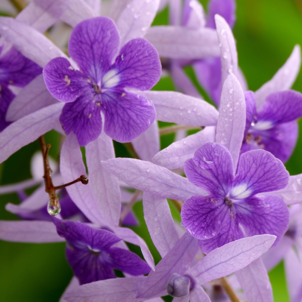 Petrea volubilis - Sandpaper vine