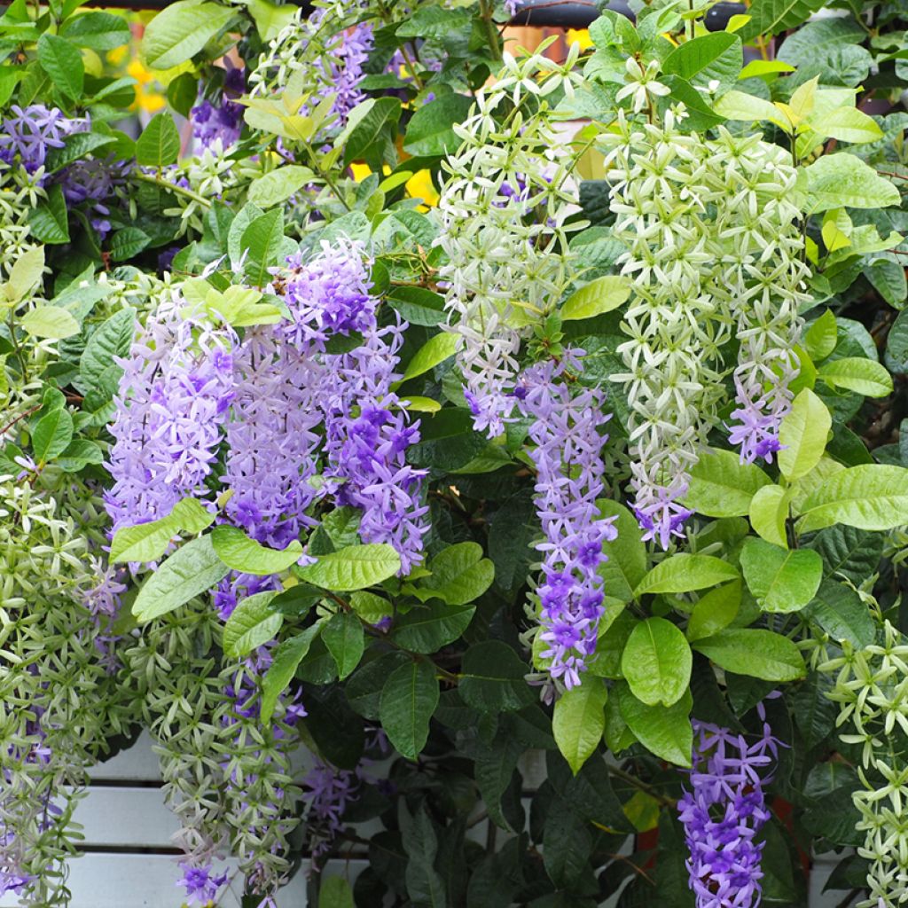 Petrea volubilis - Sandpaper vine