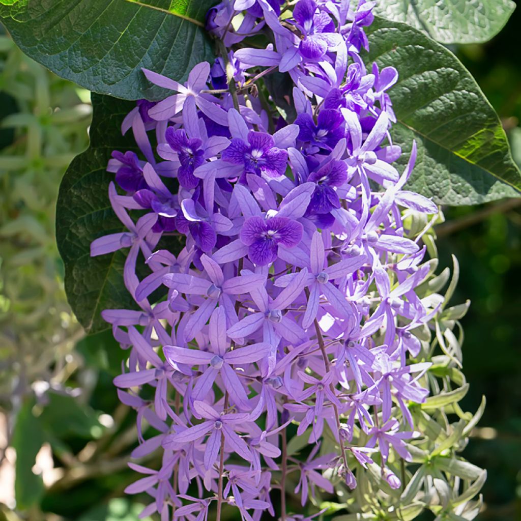 Petrea volubilis - Sandpaper vine