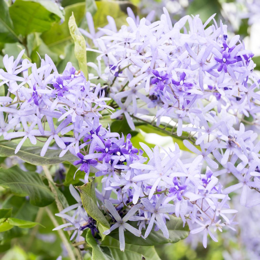 Petrea volubilis - Sandpaper vine