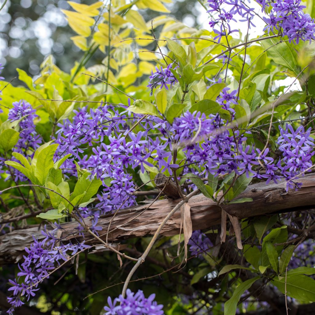 Petrea volubilis - Sandpaper vine