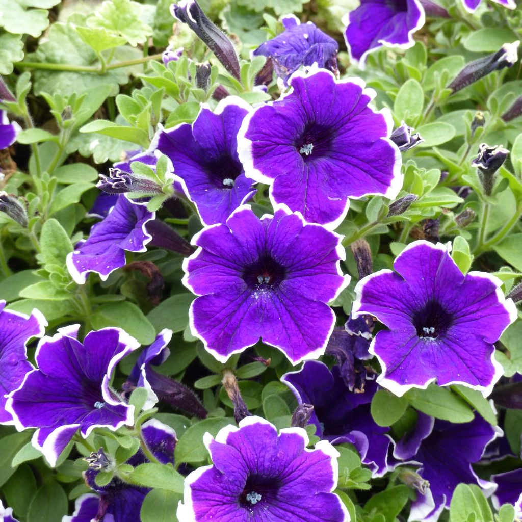 Petunia Surfinia Blue Picotee