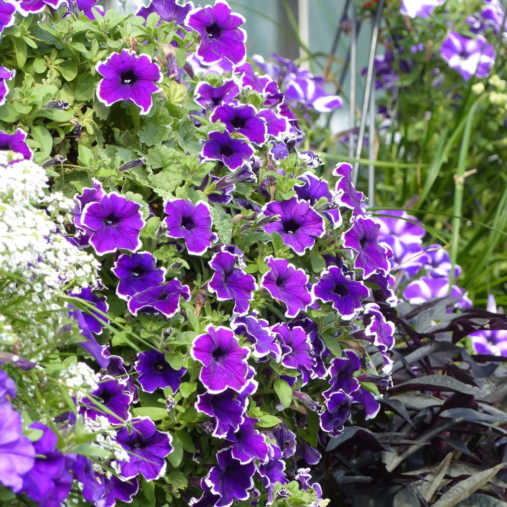 Petunia Surfinia Blue Picotee