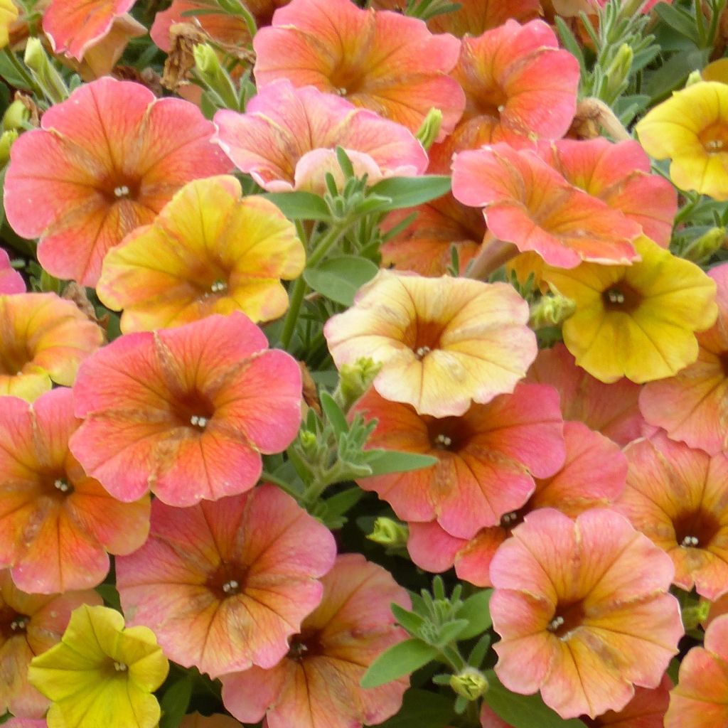 Petunia Cascadias Indian Summer