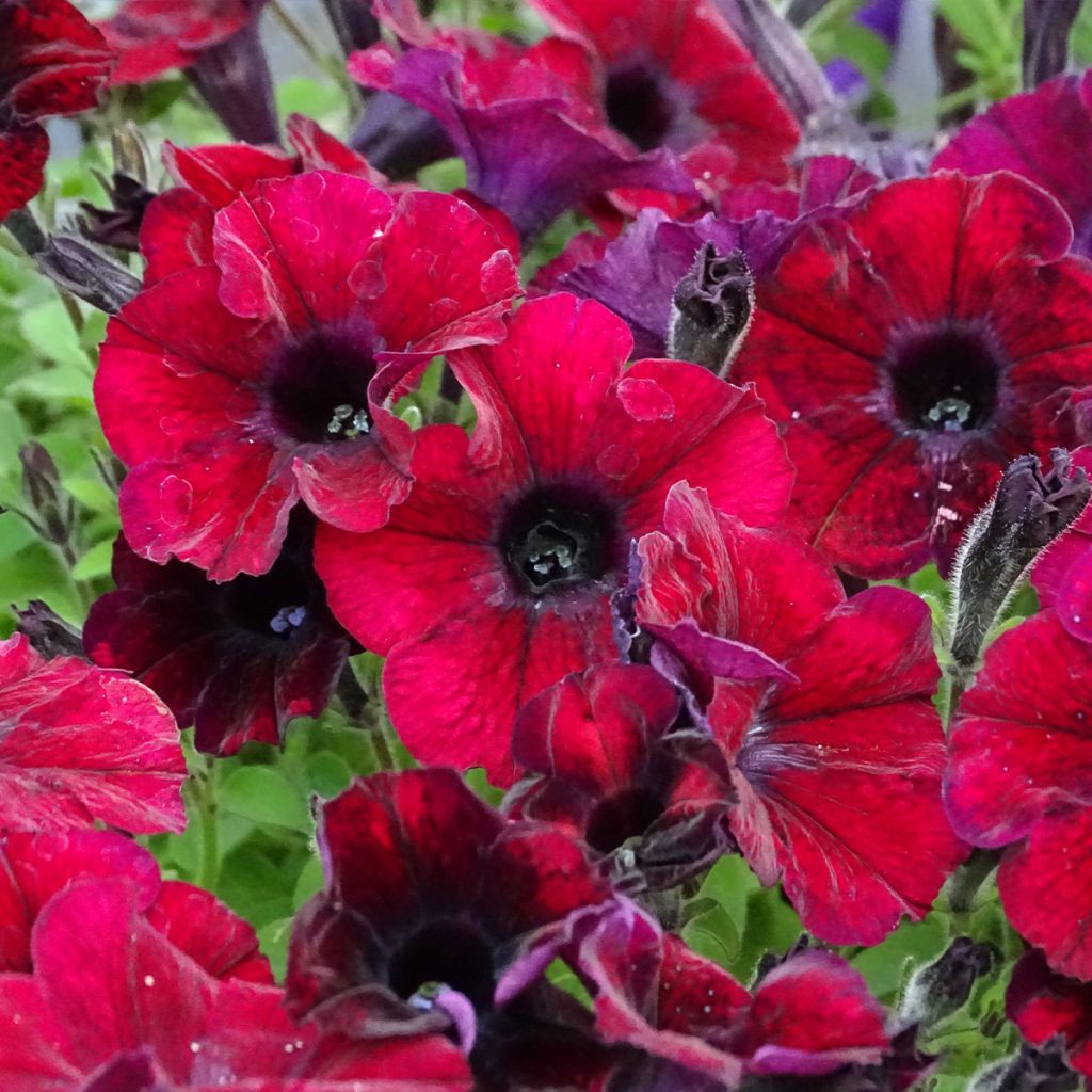 Petunia Chocolina