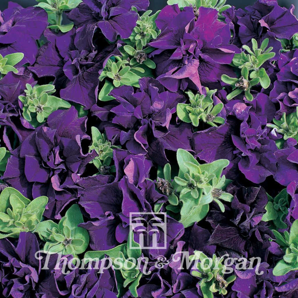 Petunia Double Cascade Blue F1 Hybrid