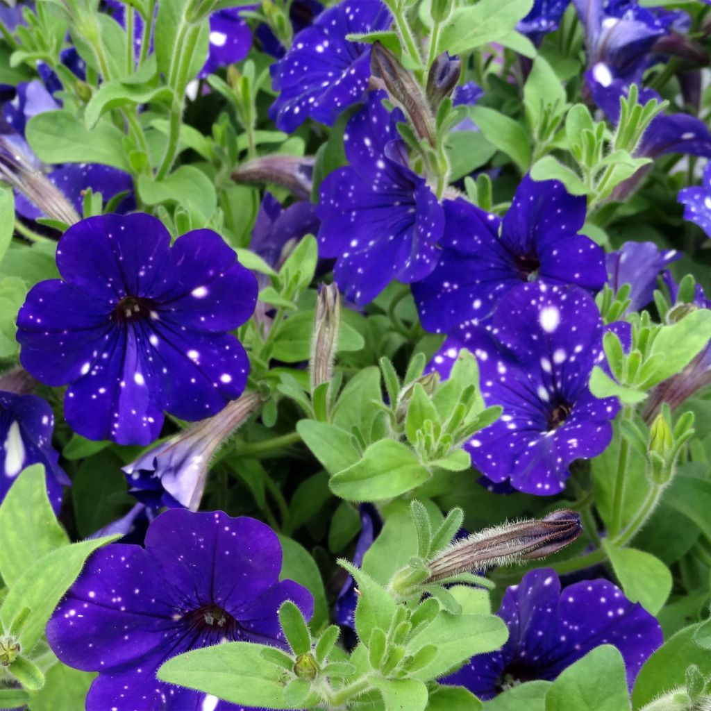 Petunia Night Sky