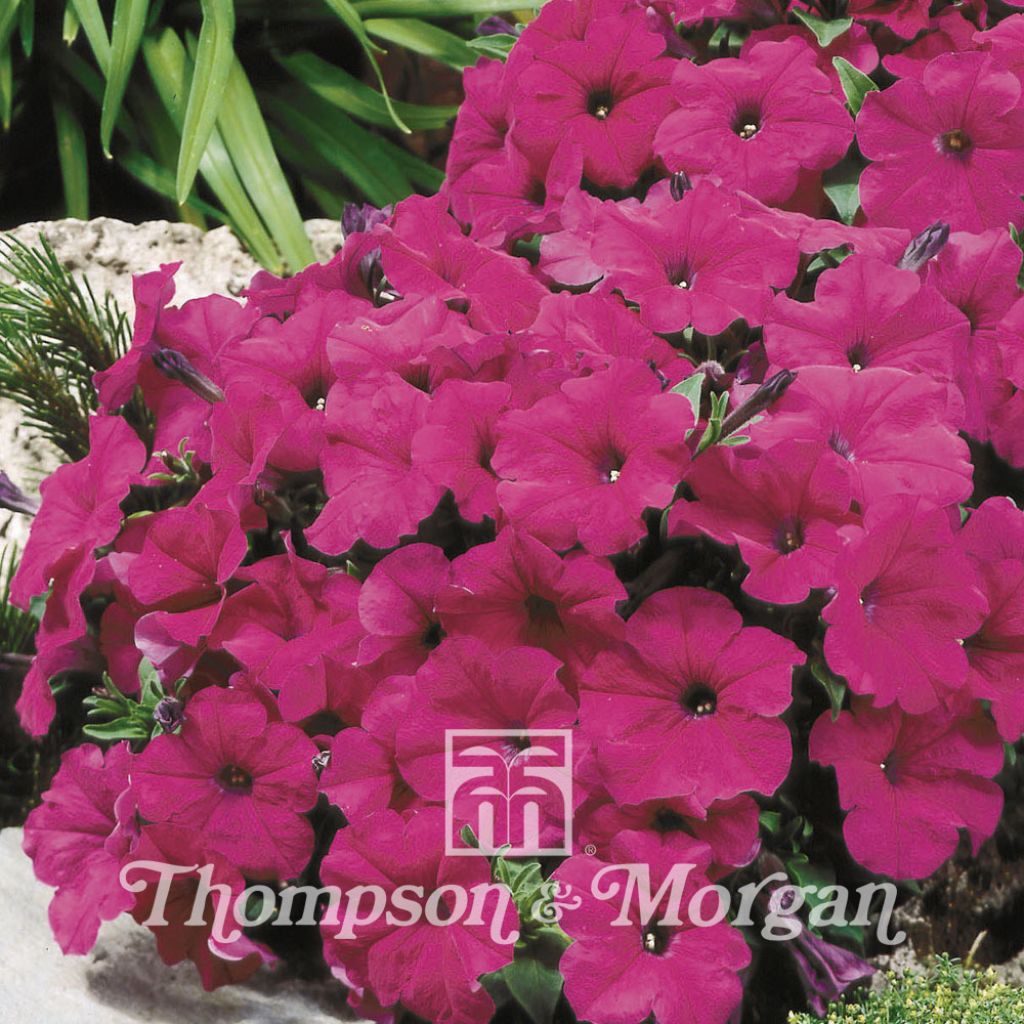 Petunia x Hybrida Purple Velvet F1 Hybrid