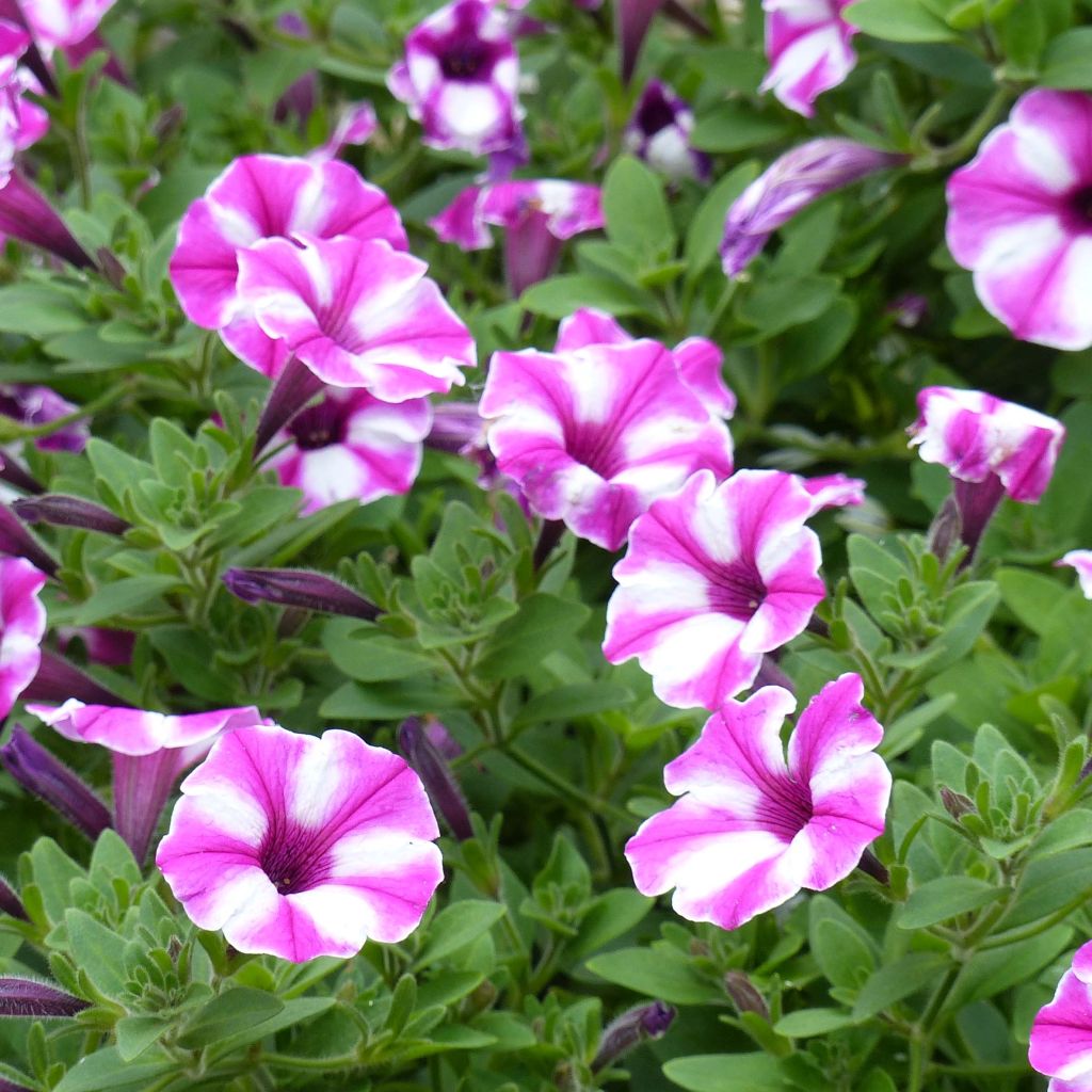 Petunia Supertunia Raspberry Star