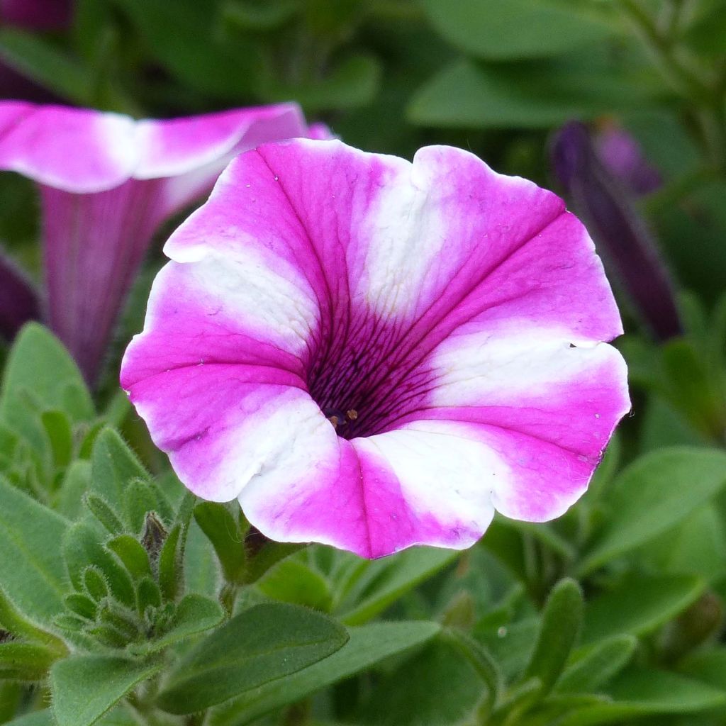 Petunia Supertunia Raspberry Star