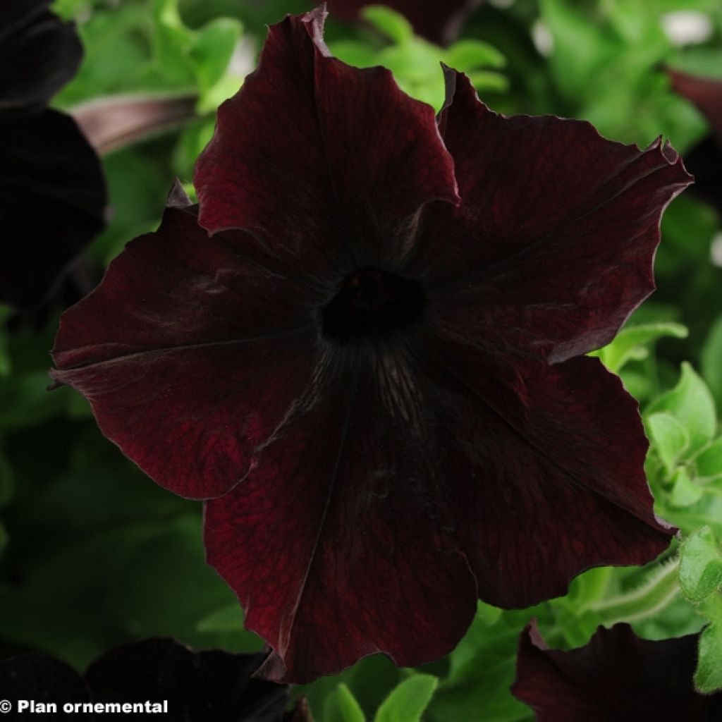 Petunia hybrida Sophistica Blackberry