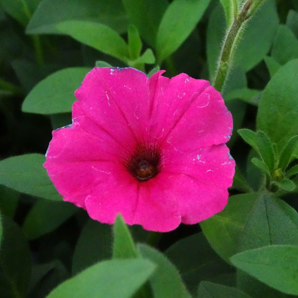 Supertunia Vista Fuchsia Petunia