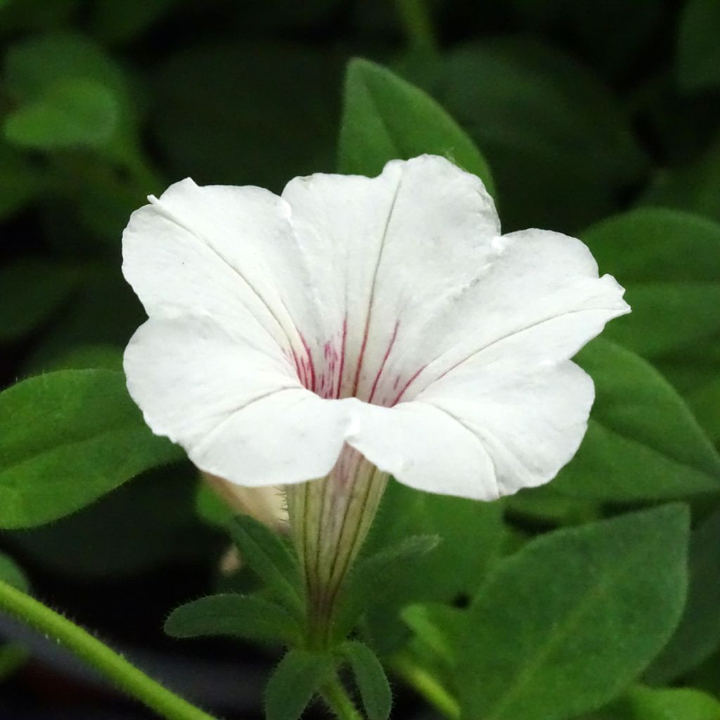 Petunia Supertunia Vista Silverberry