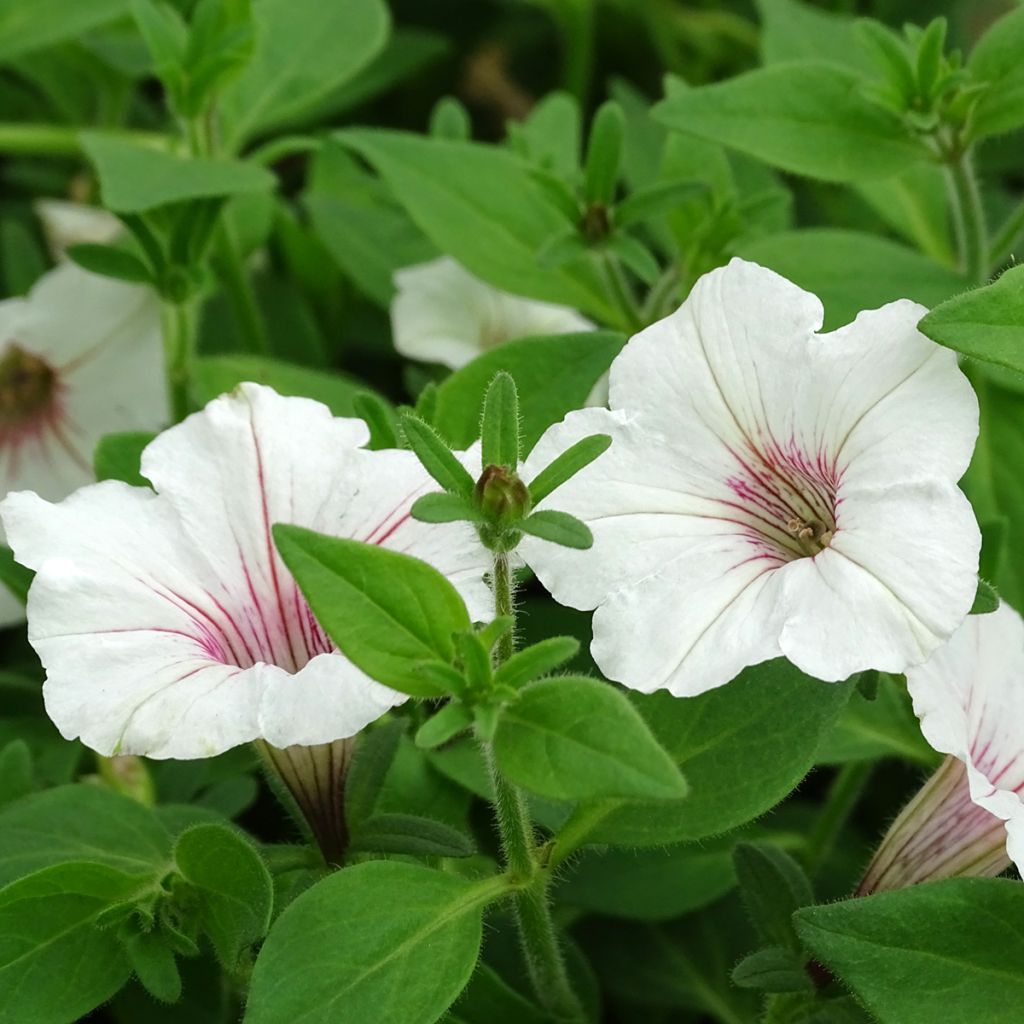 Petunia Supertunia Vista Silverberry