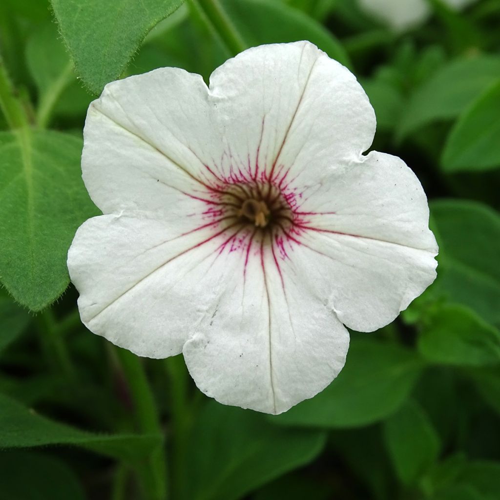 Petunia Supertunia Vista Silverberry