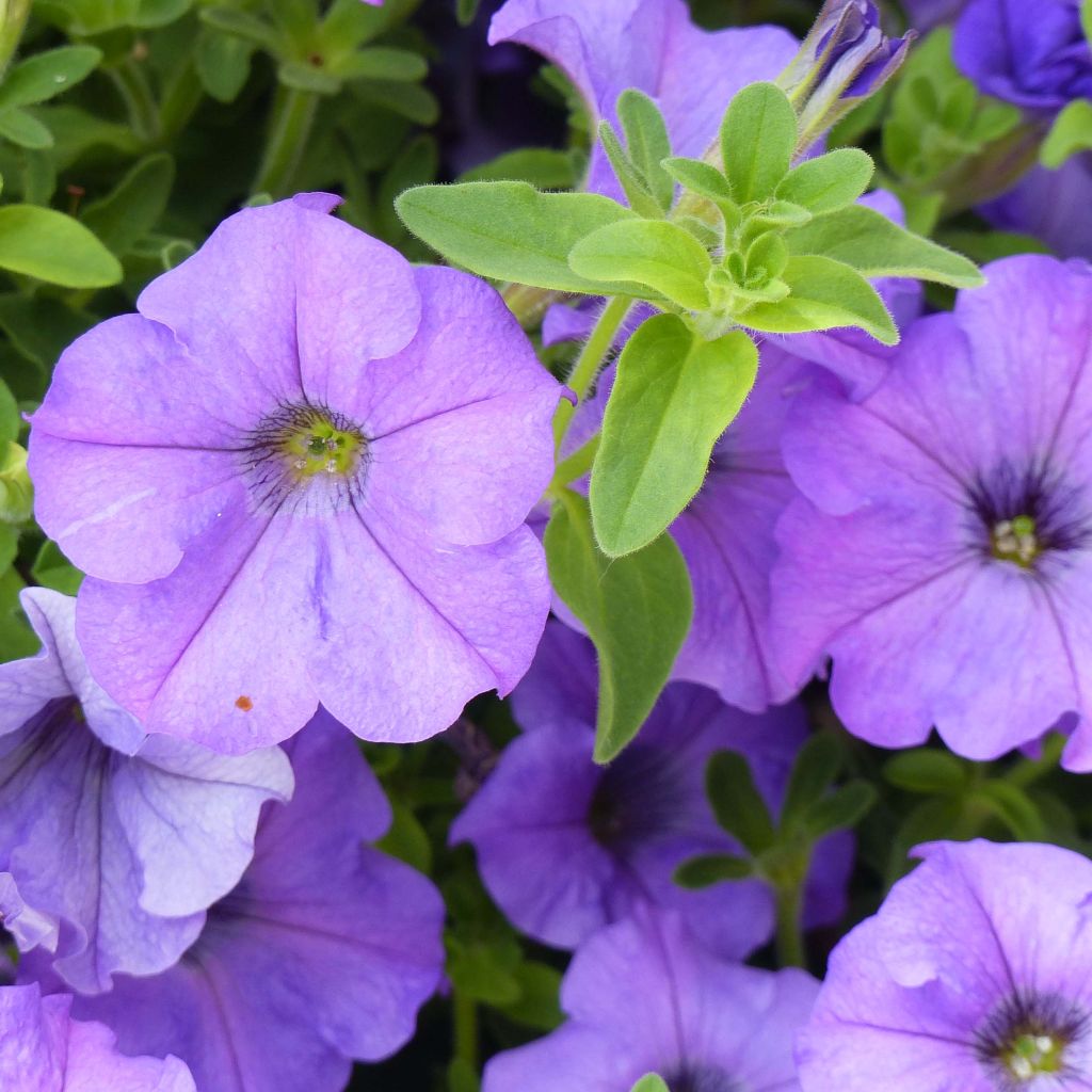Petunia Surfinia Heavenly Blue
