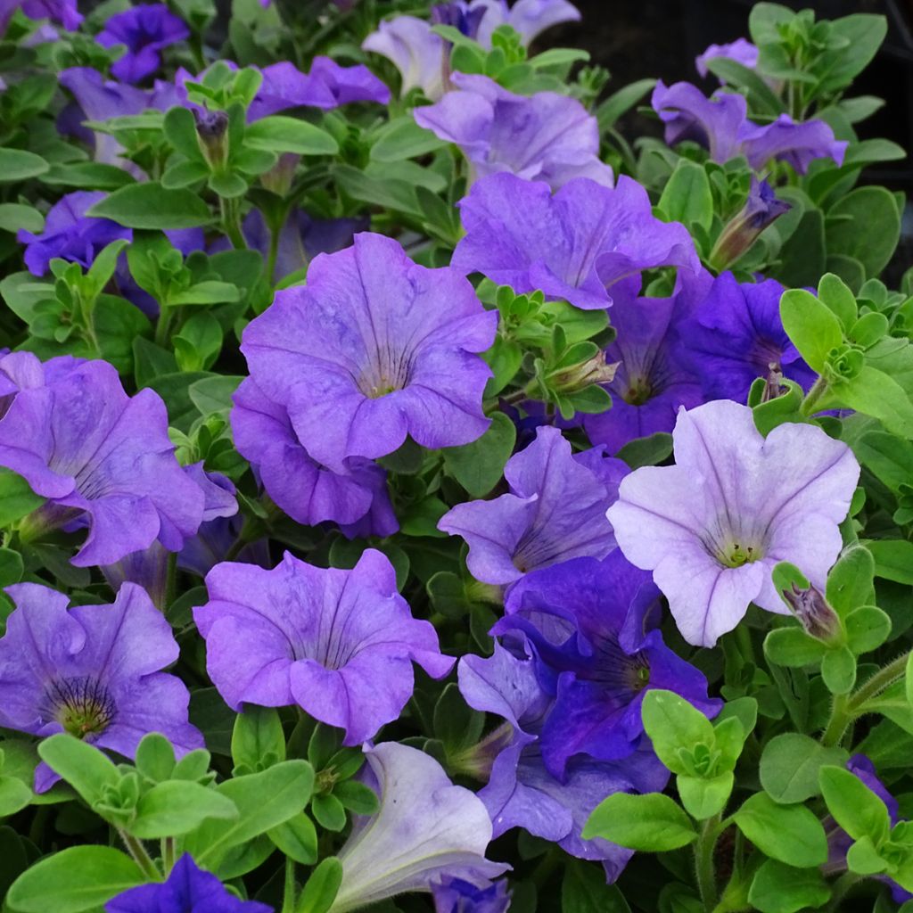 Petunia Surfinia Heavenly Blue