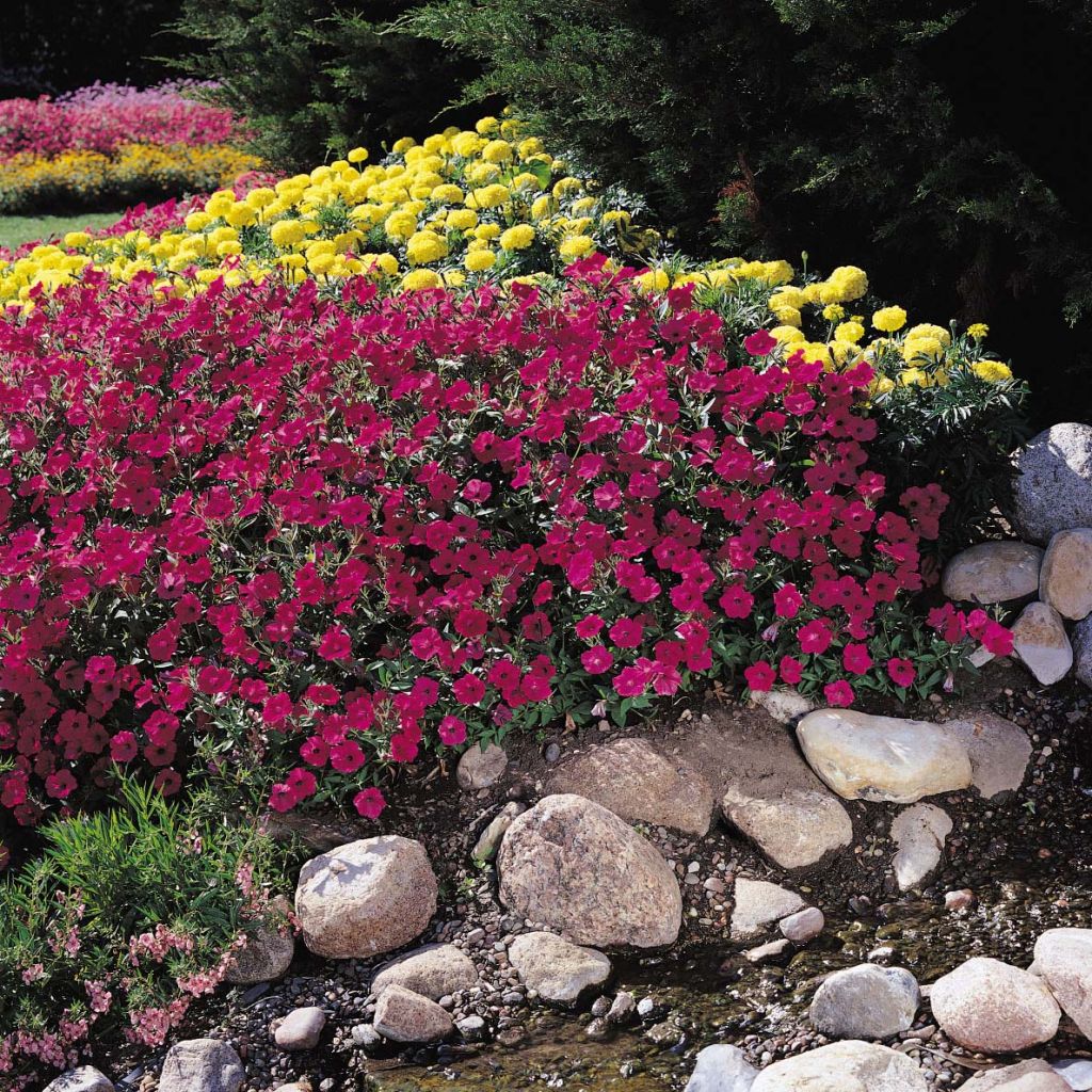Petunia  hybrida Tidal Wave F1 Cherry