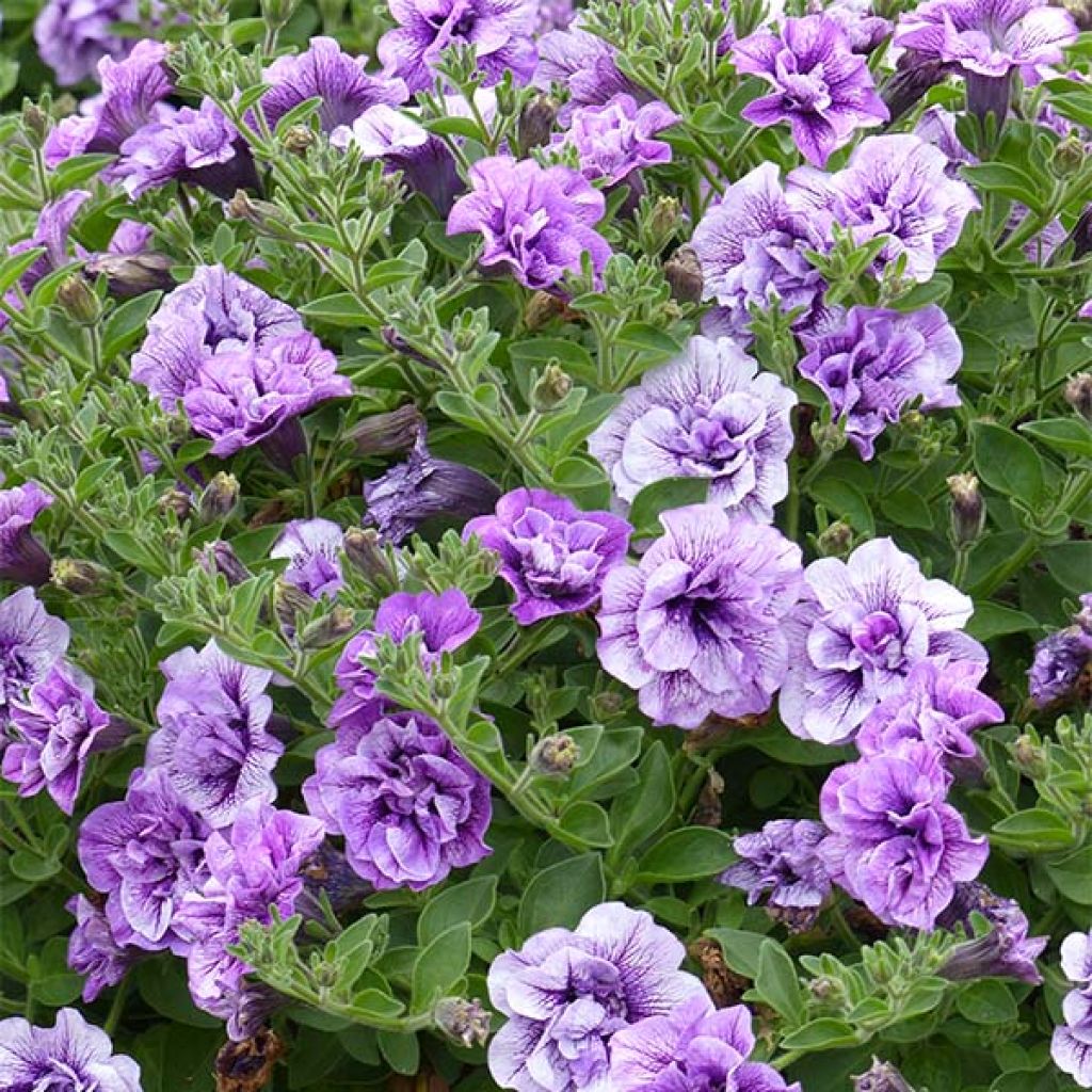 Petunia Tumbelina Priscilla double lavender veined