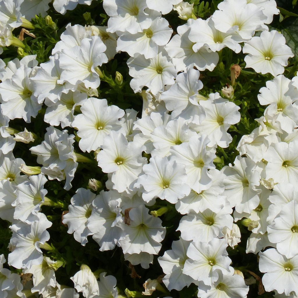 Petunia Surfinia Snow