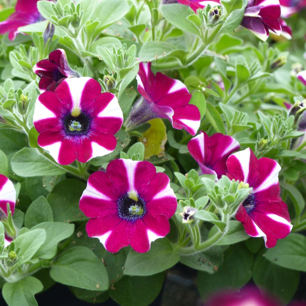 Petunia  hybrida Bicolor Cabernet - Petunia cascadias Bicolor Cabernet