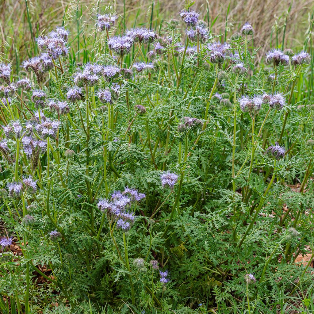 Phacelia tanacetifolia organic seeds - Fiddleneck