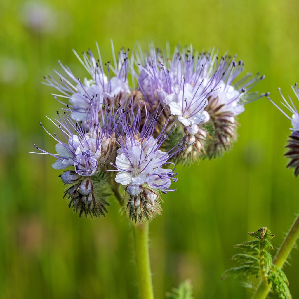 Phacelia tanacetifolia organic seeds - Fiddleneck