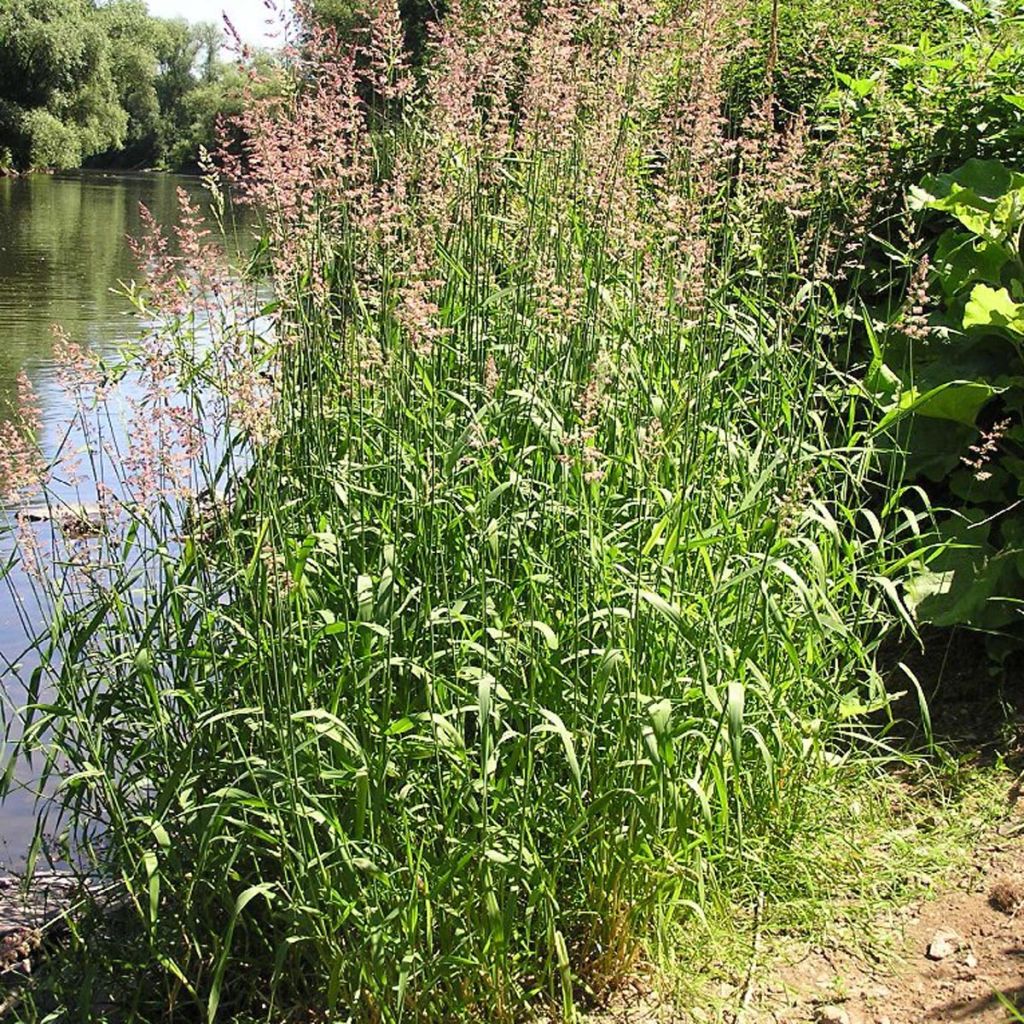 Phalaris arundinaceae 