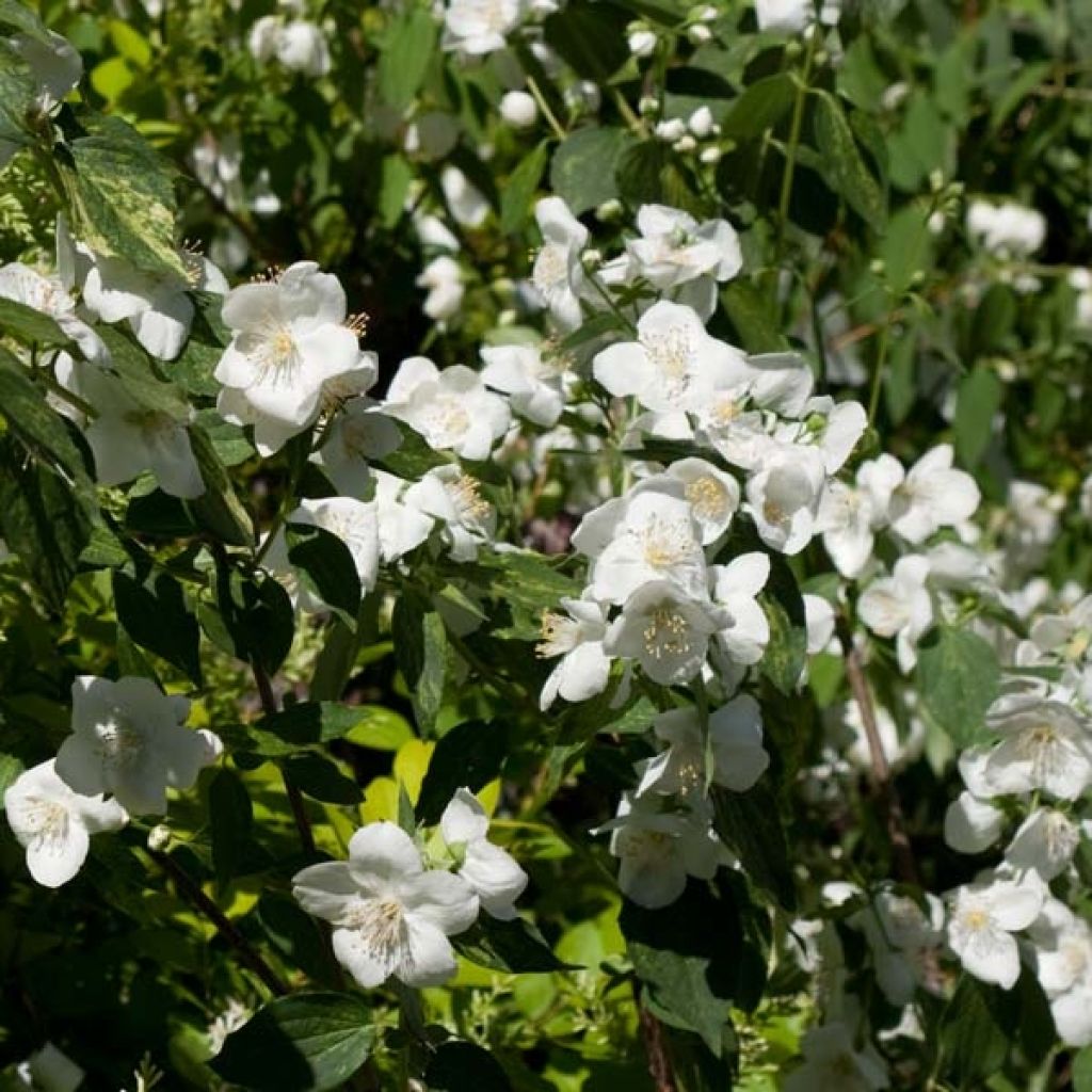 Philadelphus Innocence - Mock Orange